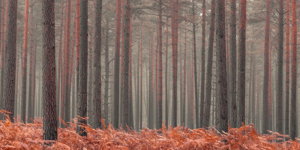 Bomen in de herfst