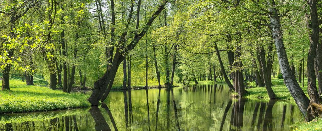 Zomers landschap