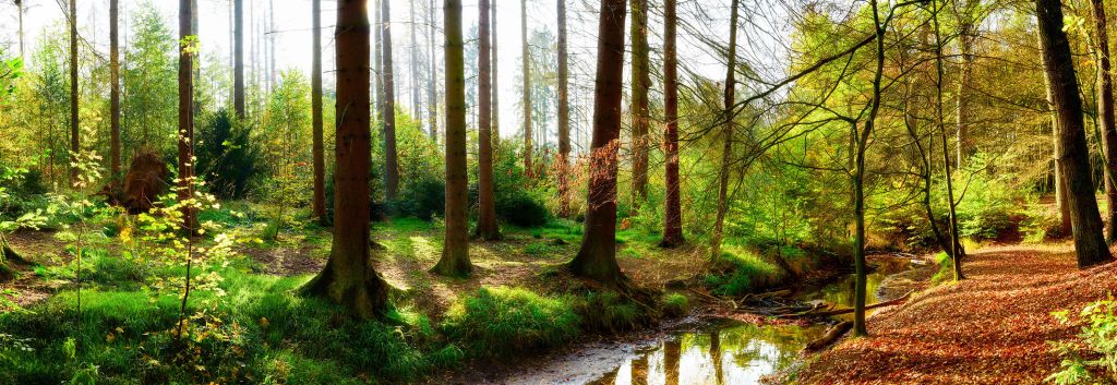 Herfstbos met helder zonlicht