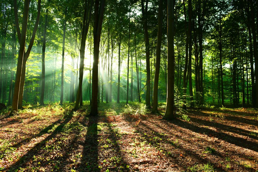 Een ochtend in het bos