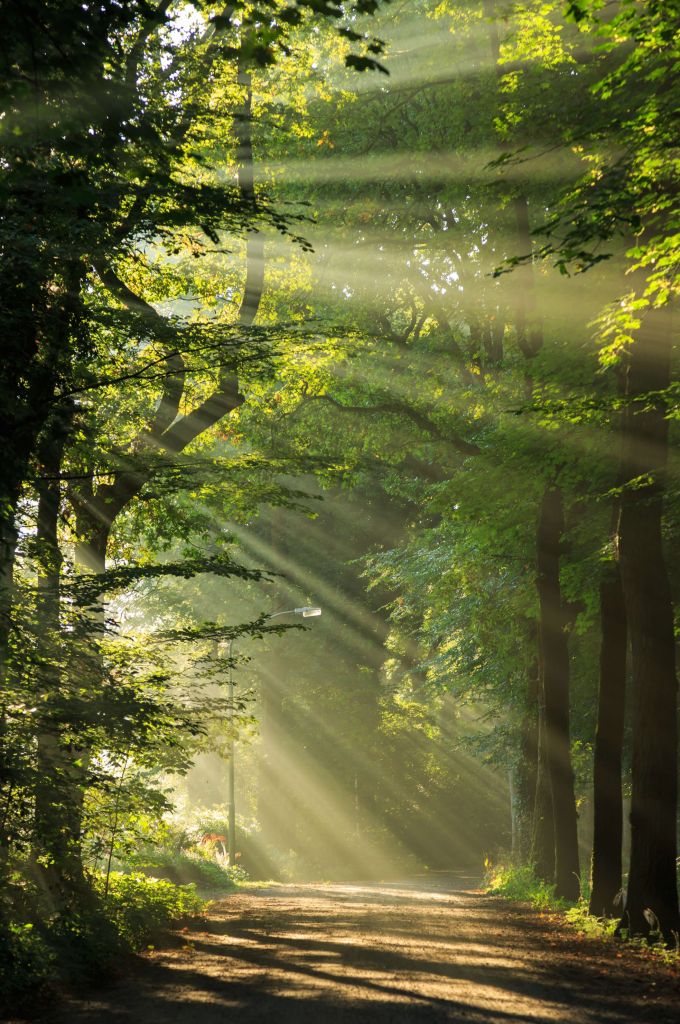 Zonnestralen door de bomen