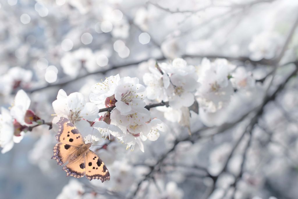 Vlinder bij witte bloesems