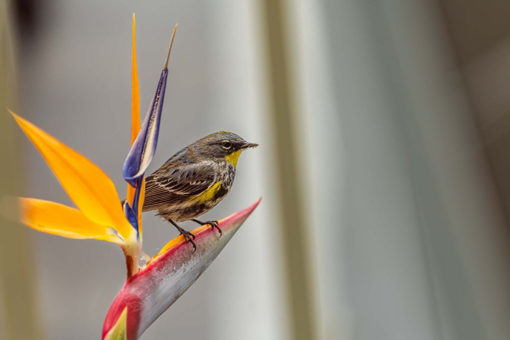 Paradijsbloem met vogeltje