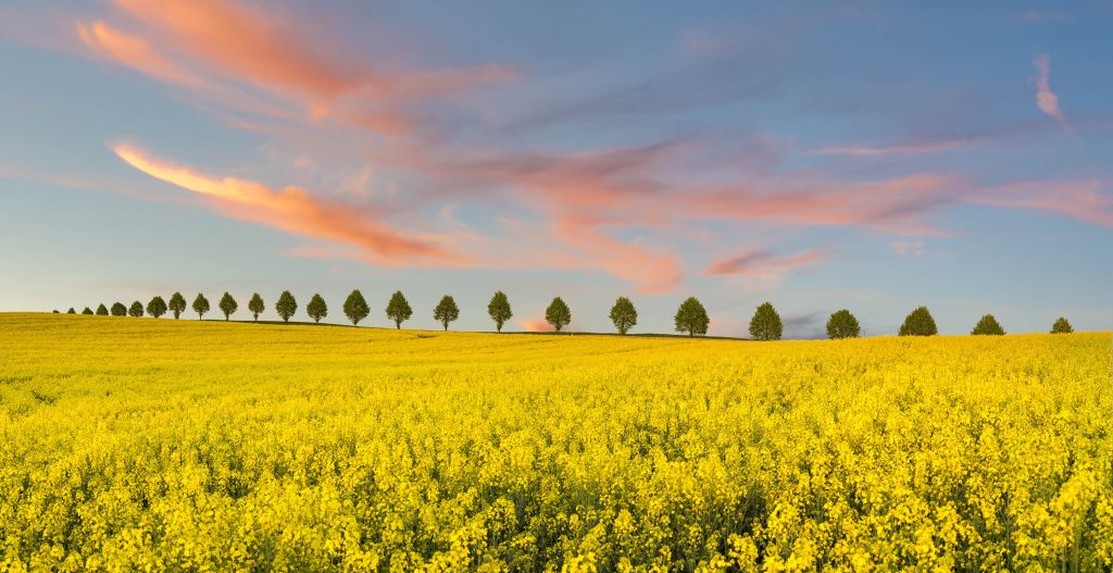 Veld vol gele bloemen