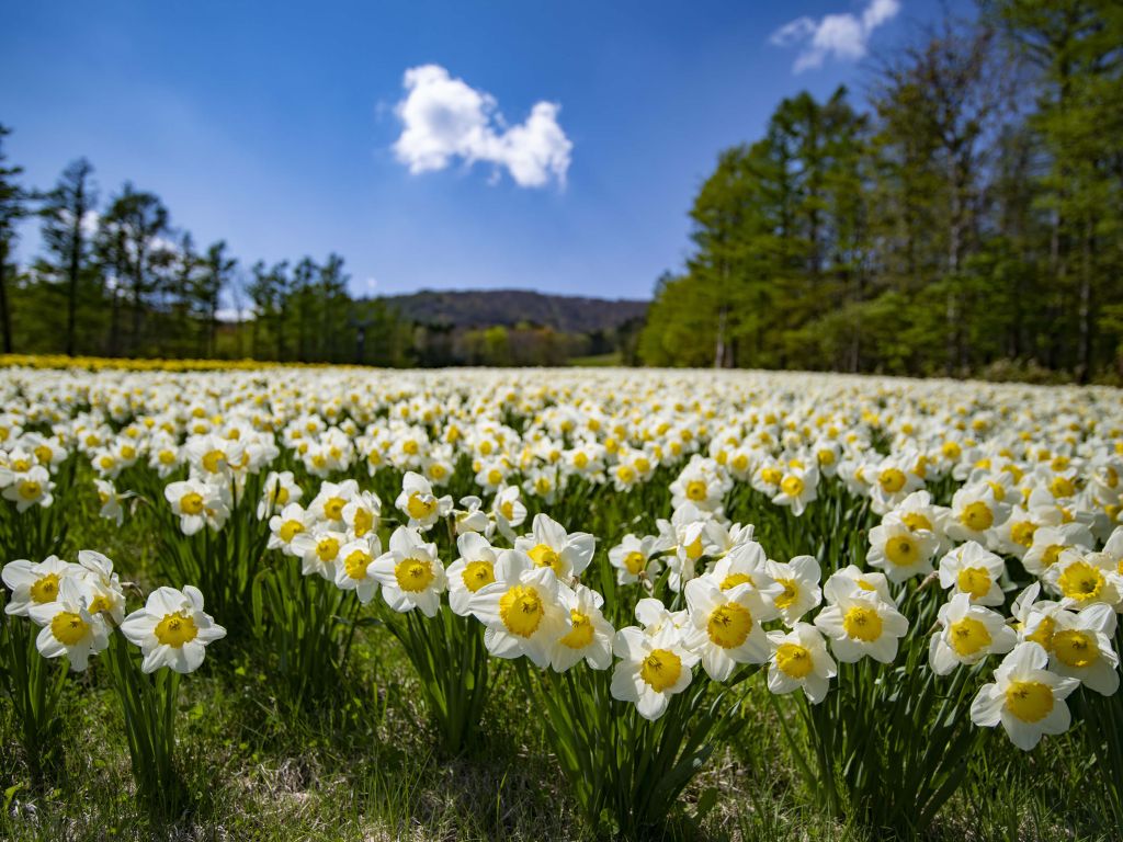 Witte narcissen