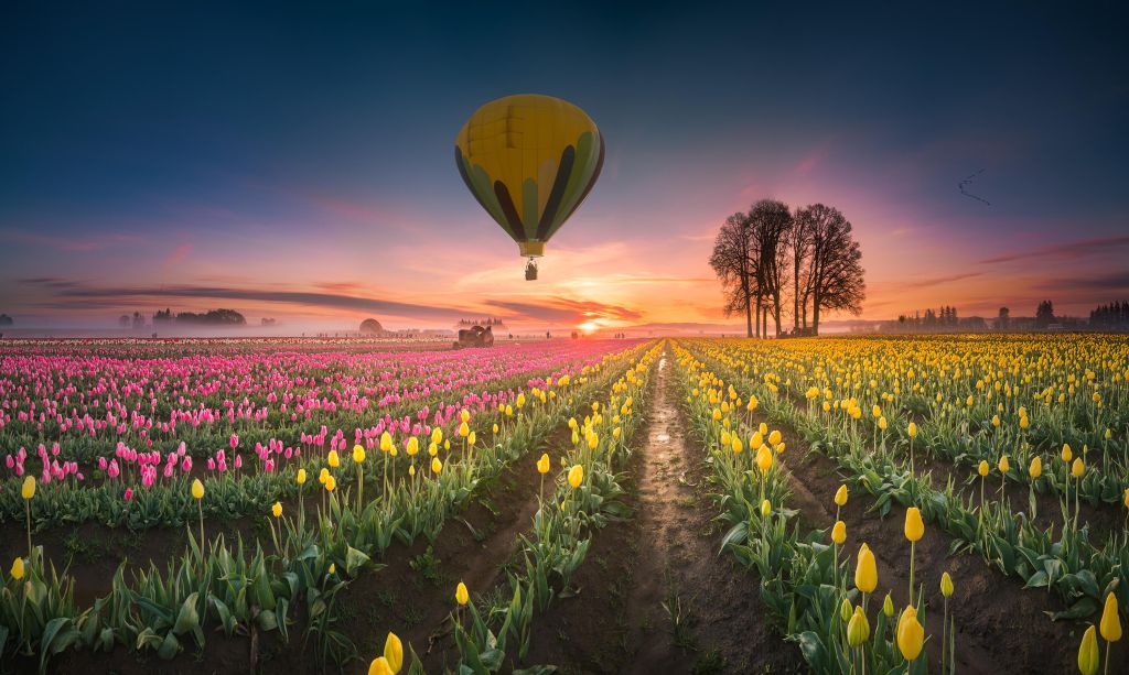 Roze gele tulpenveld