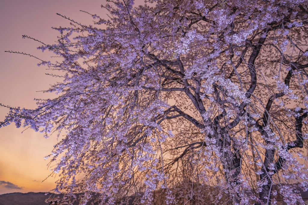 Bloesems tijdens zonsondergang