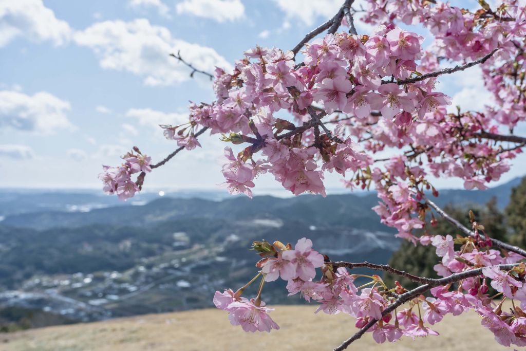 Japanse bloesems met bergen