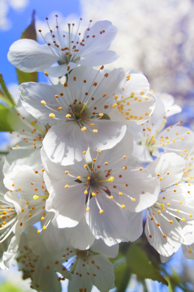 Close-up witte bloesems