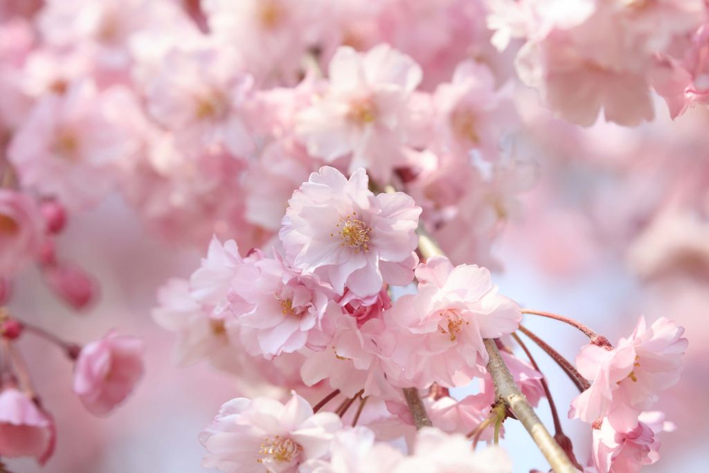 Close-up roze bloesems