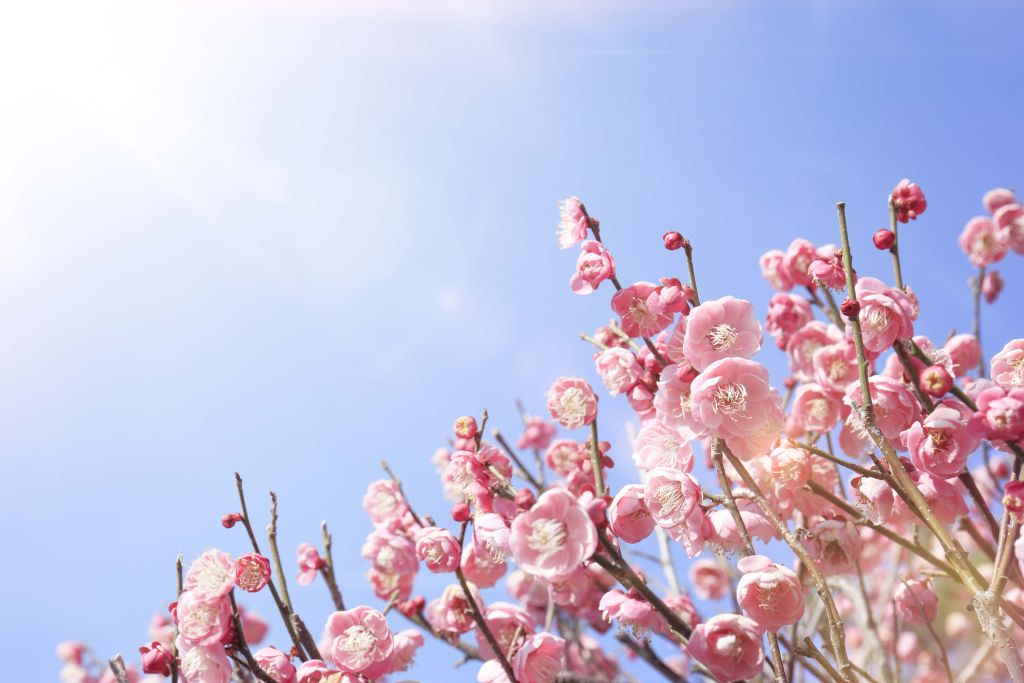 Bloesem bloemen met blauwe lucht