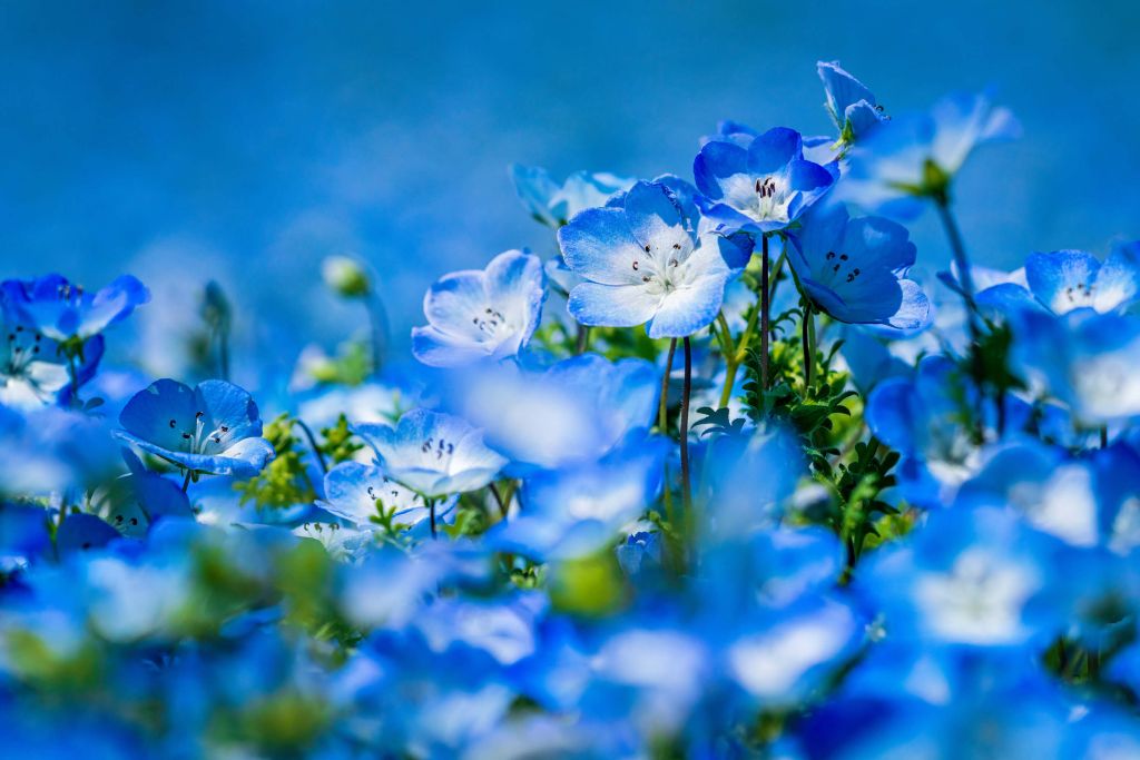 Blauw witte Bosliefjes