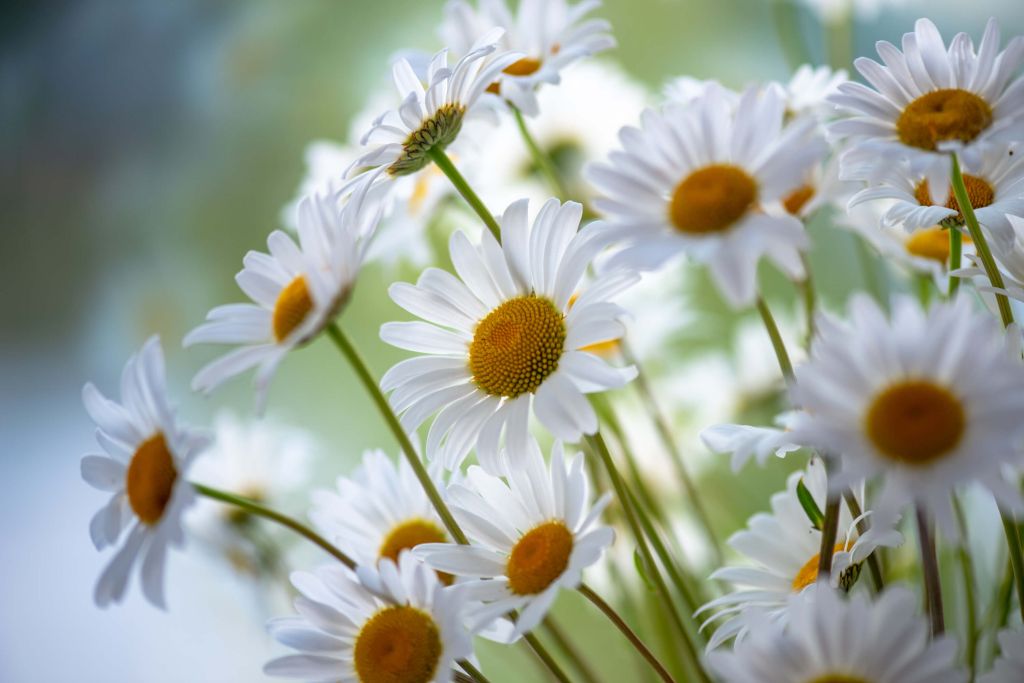 Close-up Madeliefjes