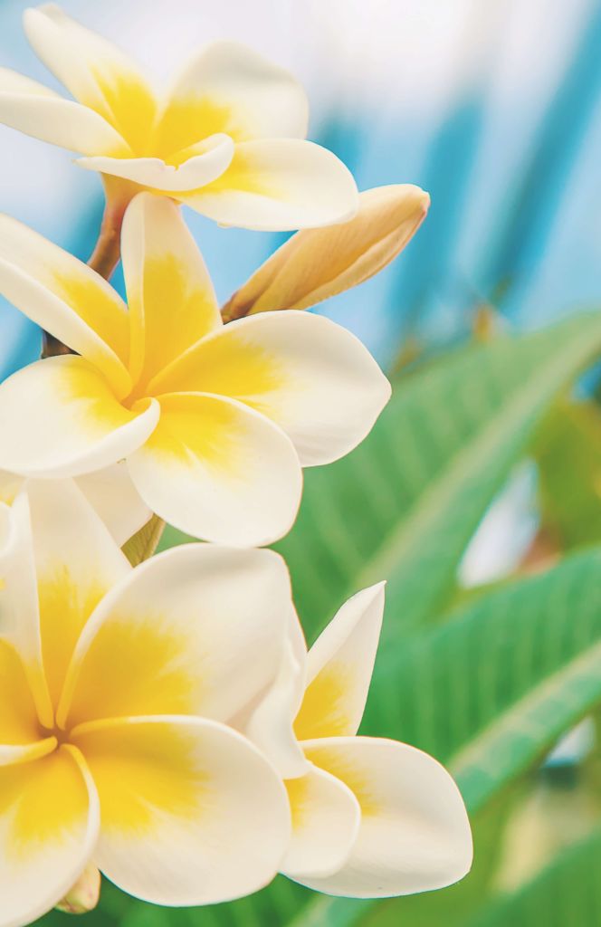 Wit gele Plumeria bloemen