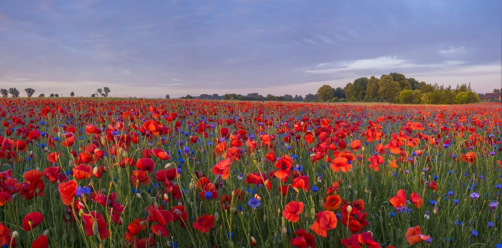 Blauwe bloemen en rode Klaprozen