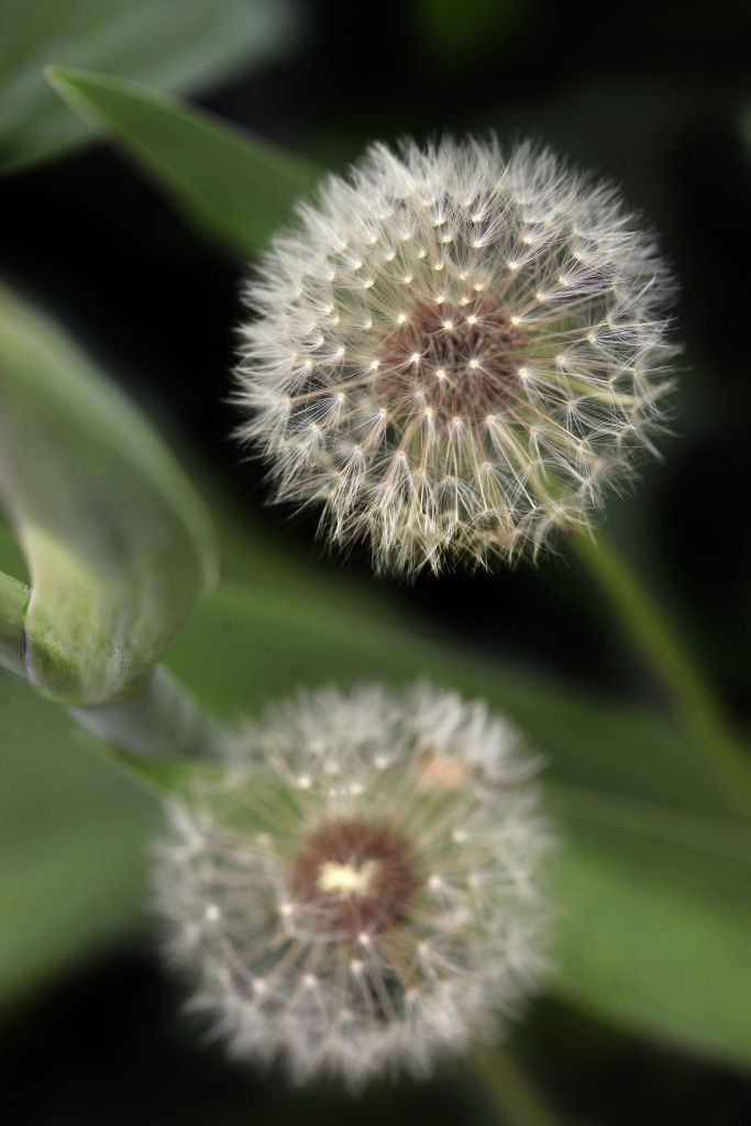 Close-up paardenbloemen