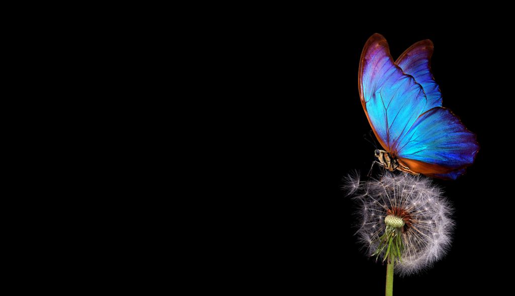 Blauwe vlinder op een paardenbloem