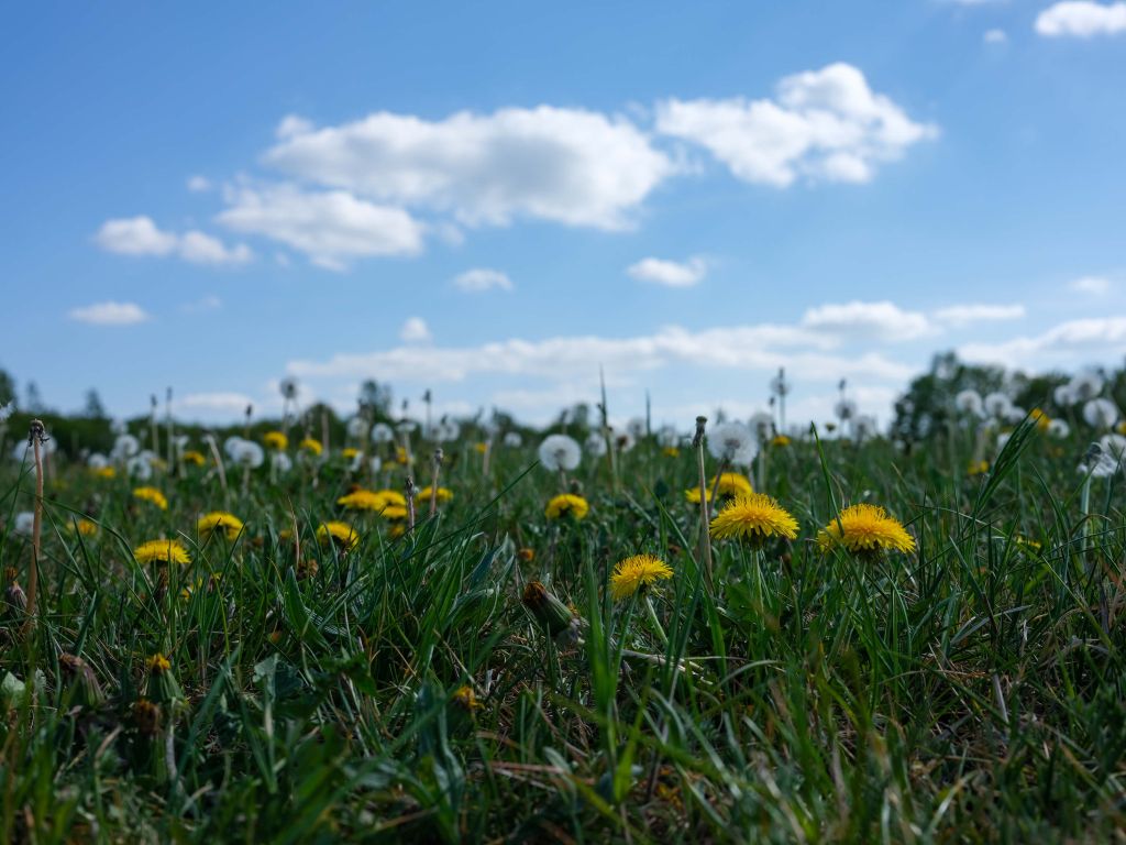 Gele paardenbloemen