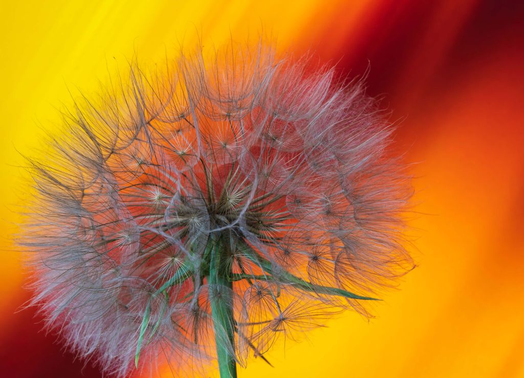 Close-up paardenbloem