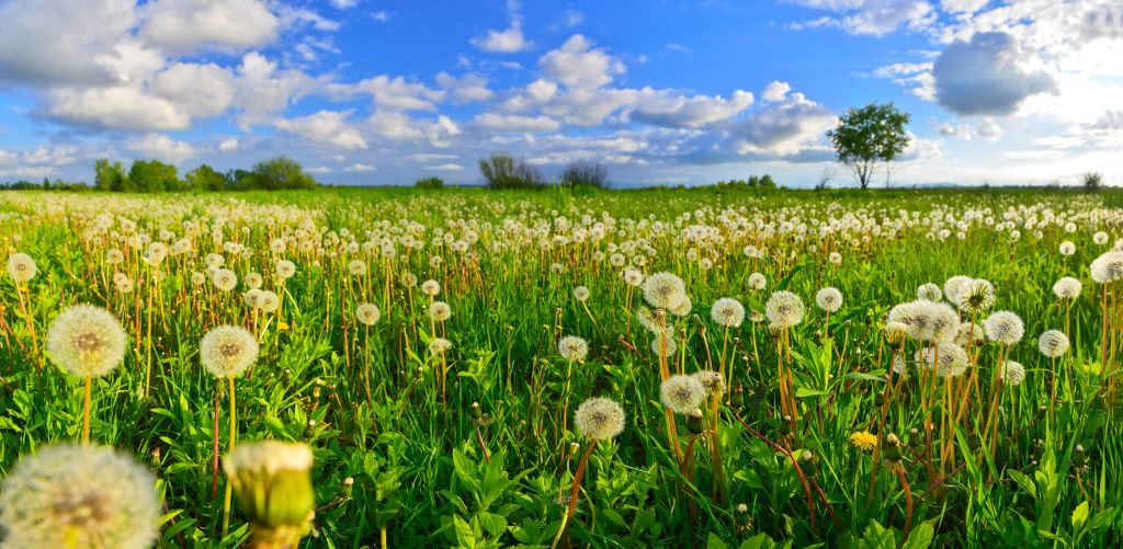 Veld paardenbloemen