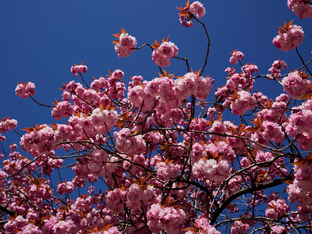 Roze bloesem met blauwe lucht