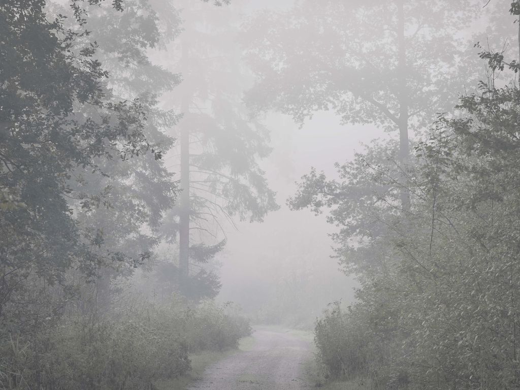 Weg door het mistige bos