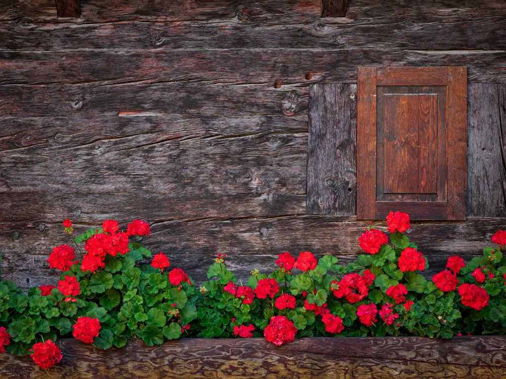 Oud hout met bloemen