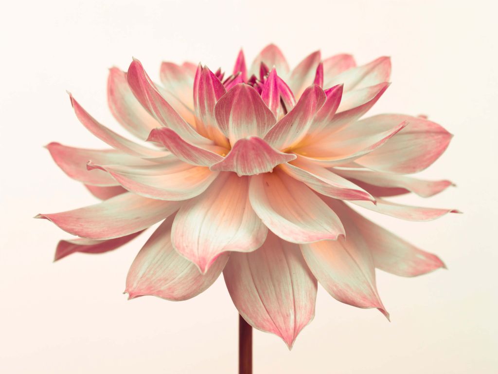 Dahlia bloem