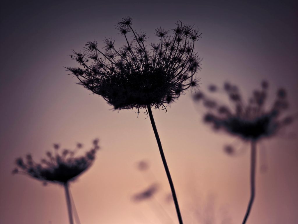 Silhouette van bloemen