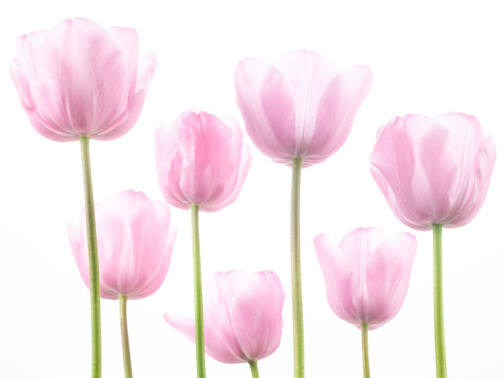 Mooie roze tulpen