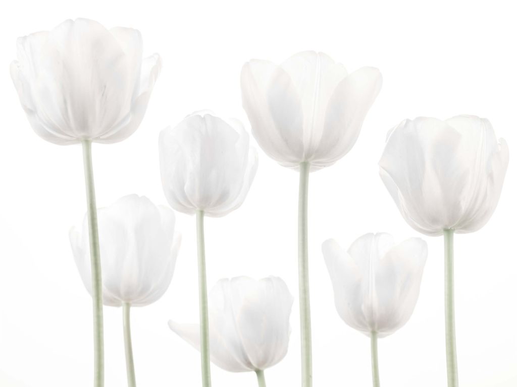 Witte tulpen