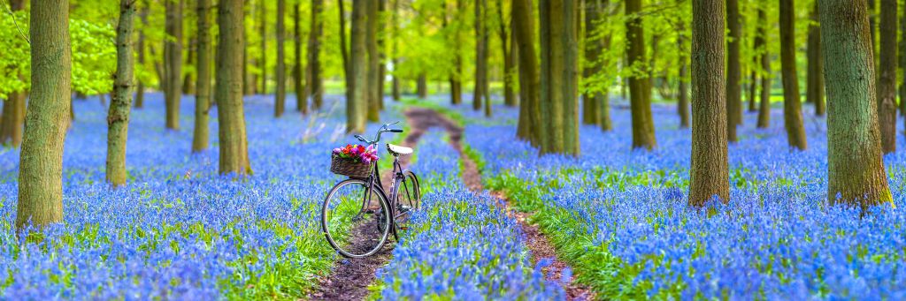 Fiets in het bos