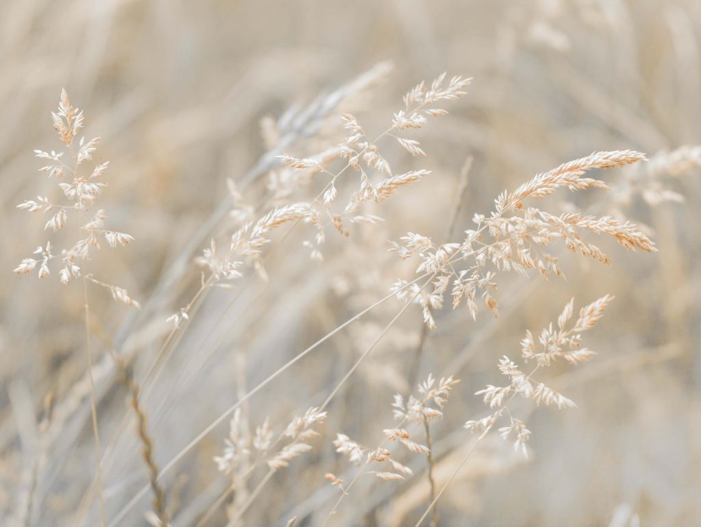 Close-up gras