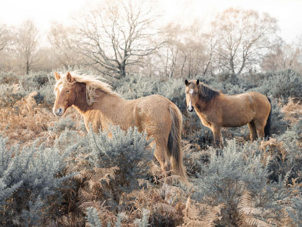 Wilde paarden in een veld