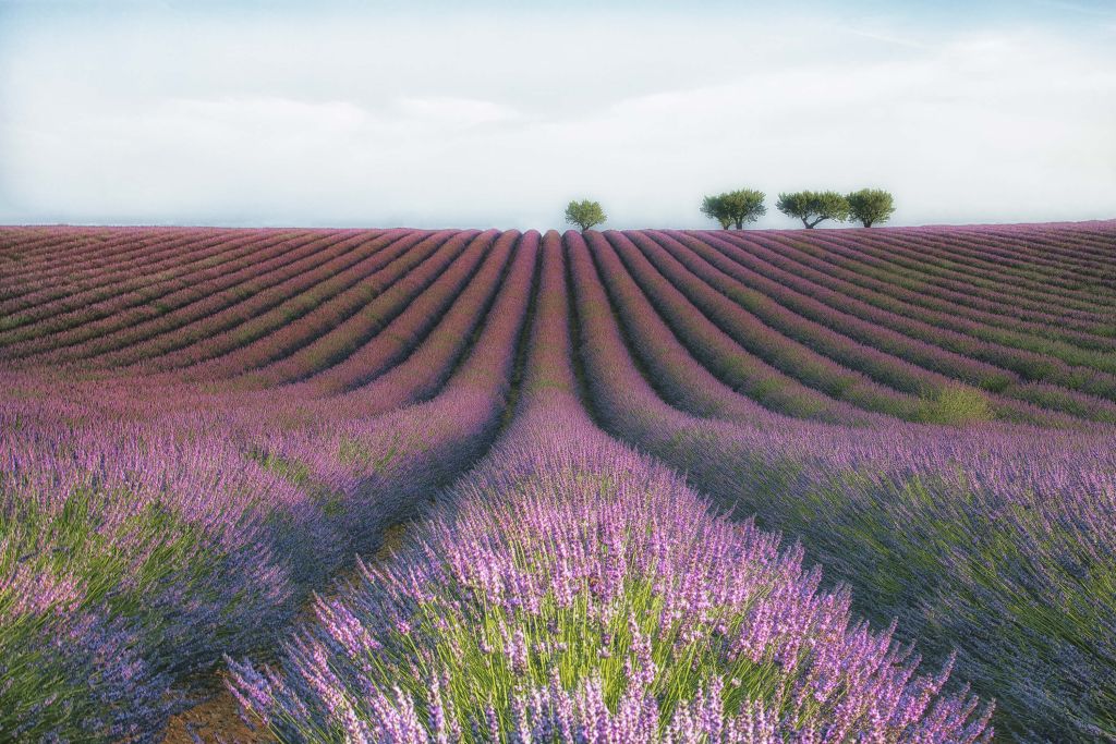 Velours de Lavender