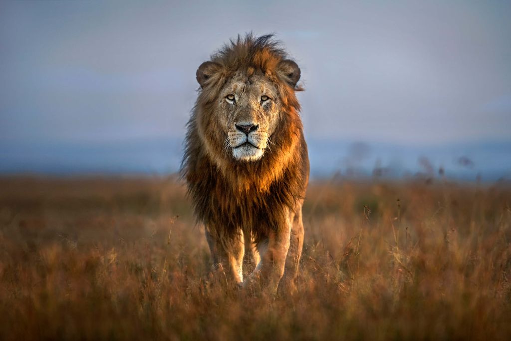 Lion Close Up