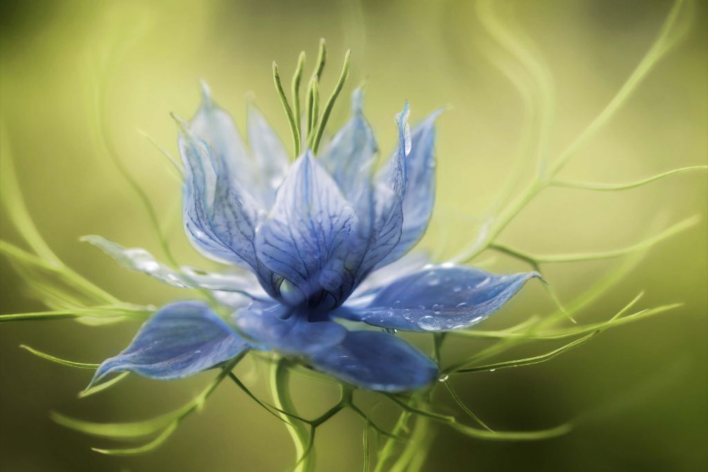 Nigella flower