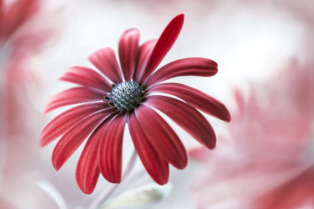 Red Daisy