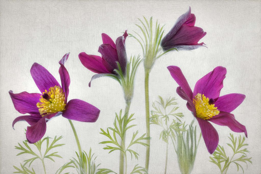 Pulsatilla