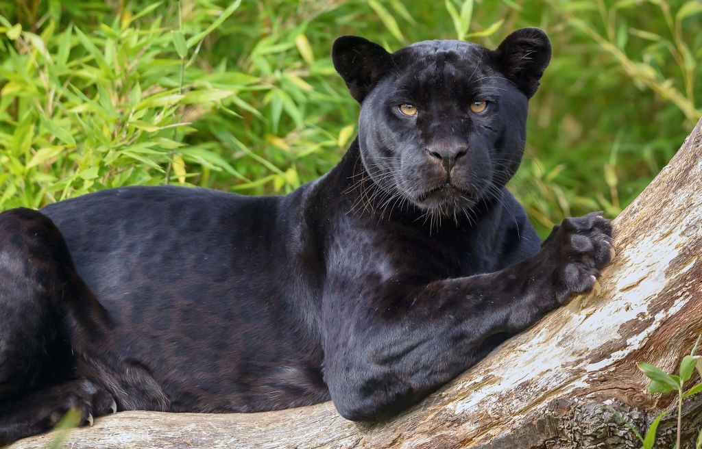 Zwarte panter op een boom