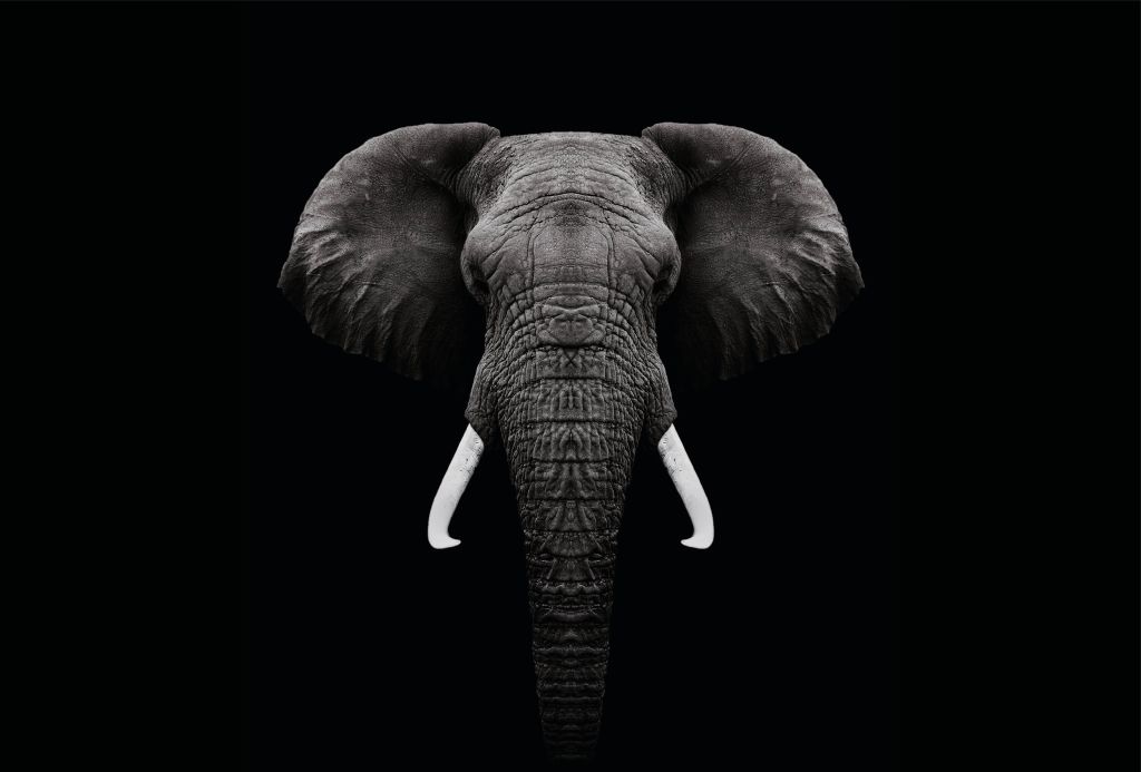 Dark Elephant