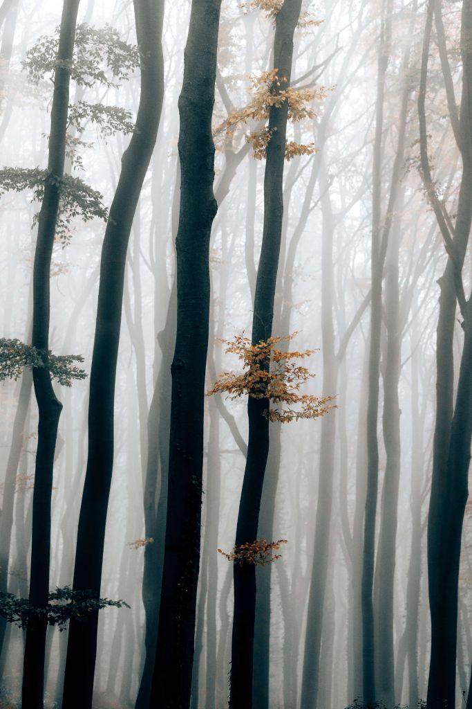 Mist in het beukenbos