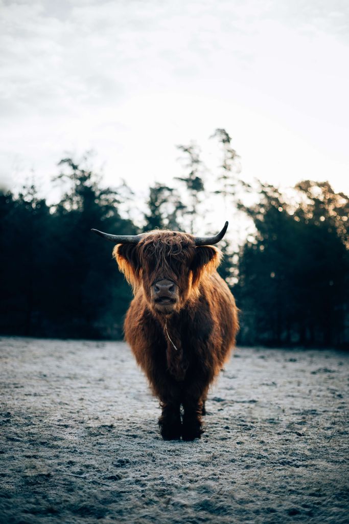 Schotse hooglander in de ochtendzon