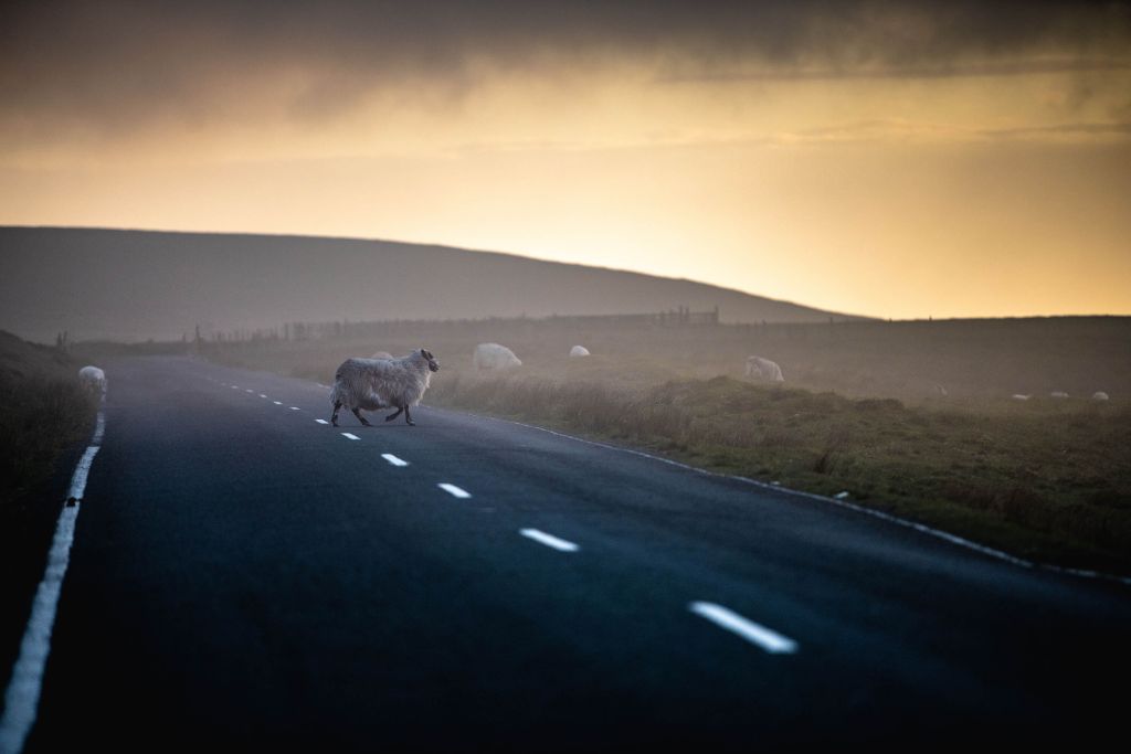 Overstekende schapen