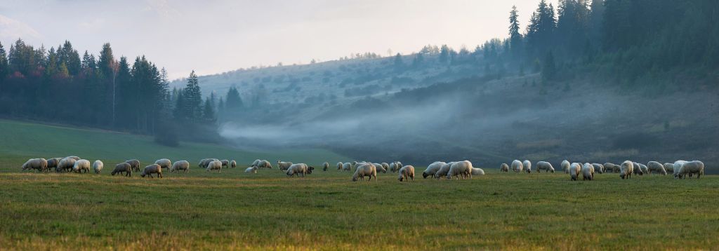 Kudde schapen met mistig landschap