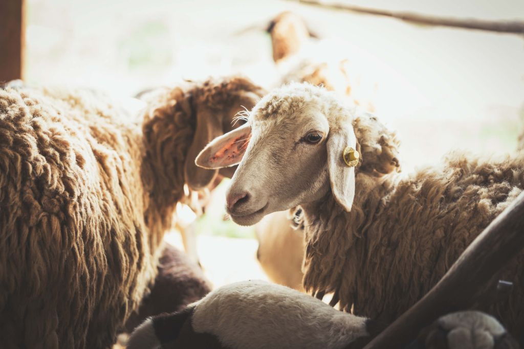 Schapen in de stalling