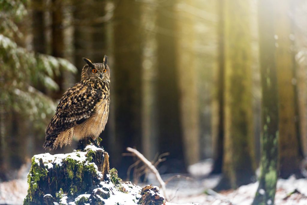 Uil in een sneeuwig bos