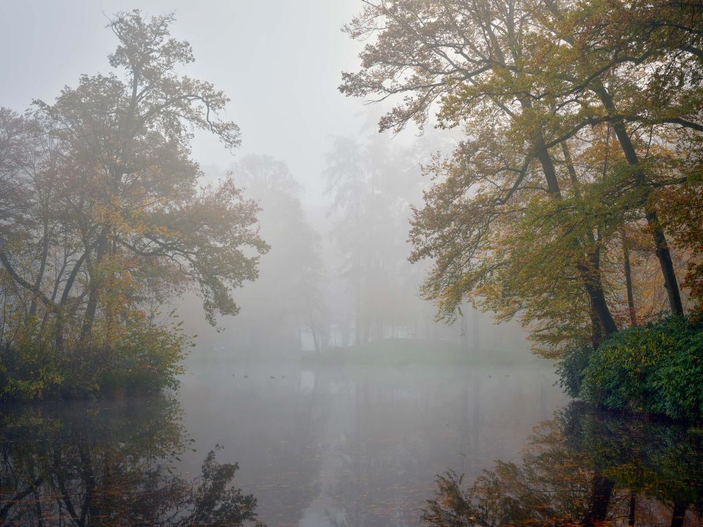 Bosvijver in de mist