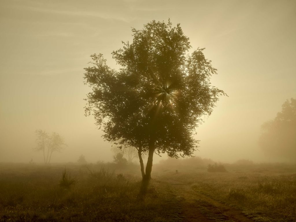 Goudkleurige zonsopkomst