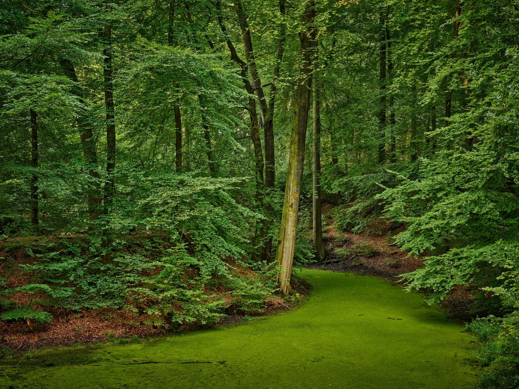 Beekje met kroos in het bos